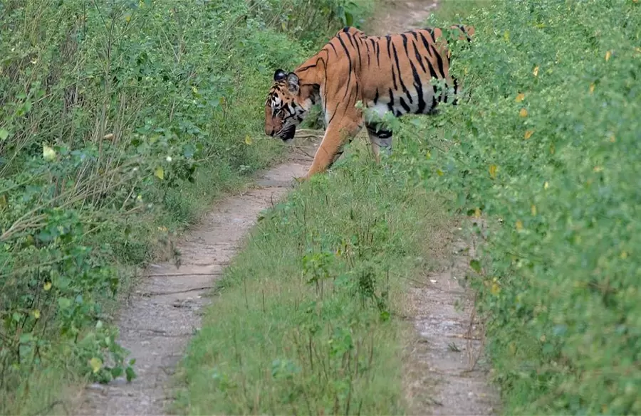 Jhirna Zone Wildlife