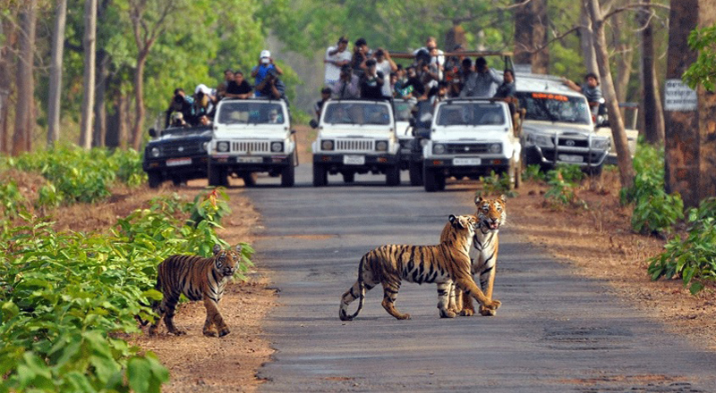 Jim Corbett National Park Safari